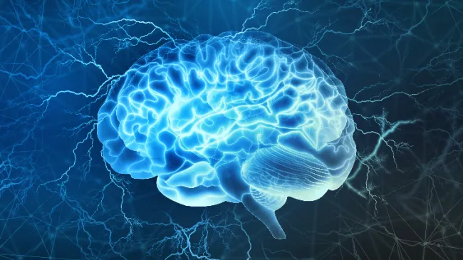human brain